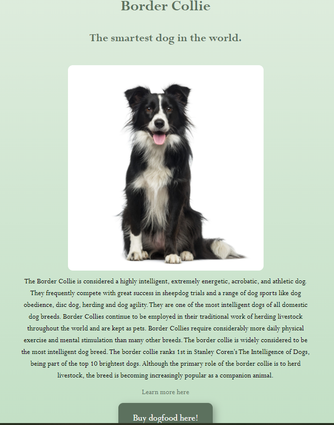 Picture of Border Collie project